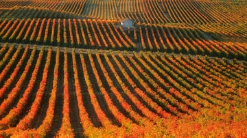 El impresionante paisaje de La Rioja en temporada de vendimia.