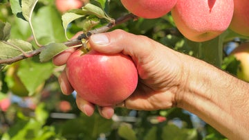 Cada manzana Pink Lady se coge cuidadosamente del árbol.