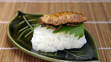 Plato con un insecto