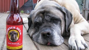 perro