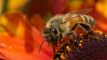 abeja