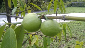 garcinia