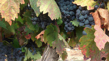 uvas