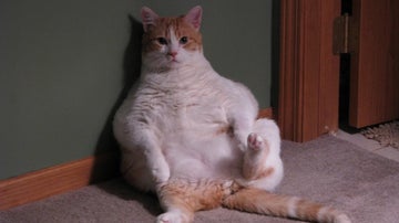 gato gordo