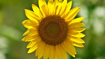 girasol