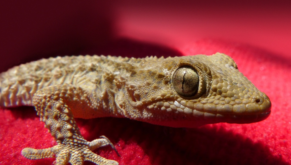 El Mejor Remedio Contra Los Insectos En Casa Las Salamanquesas