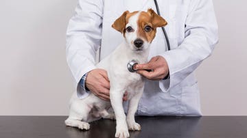 Perro en el veterinario
